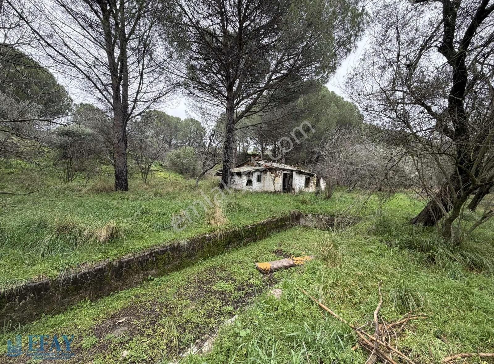 İncecikler Mevkii Zeytinli Çam Agaclı Tarla