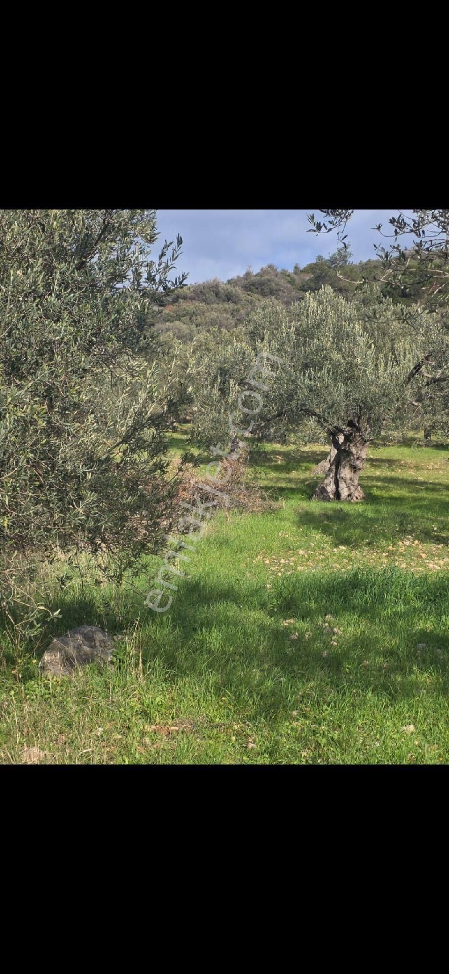 Aliağa Aşağışakran Da Satılık Deniz Manzaralı Zeytinlik - Görsel 8