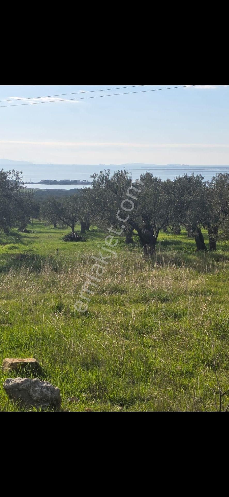 Aliağa Aşağışakran Da Satılık Deniz Manzaralı Zeytinlik - Görsel 2
