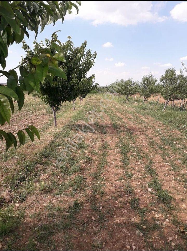 Doğu Gayrimenkulden Kütahya Gediz'de 12.593 M² Vişne Bahçesi - Görsel 9