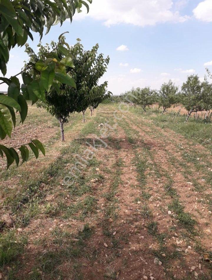 Doğu Gayrimenkulden Kütahya Gediz'de 12.593 M² Vişne Bahçesi - Görsel 4