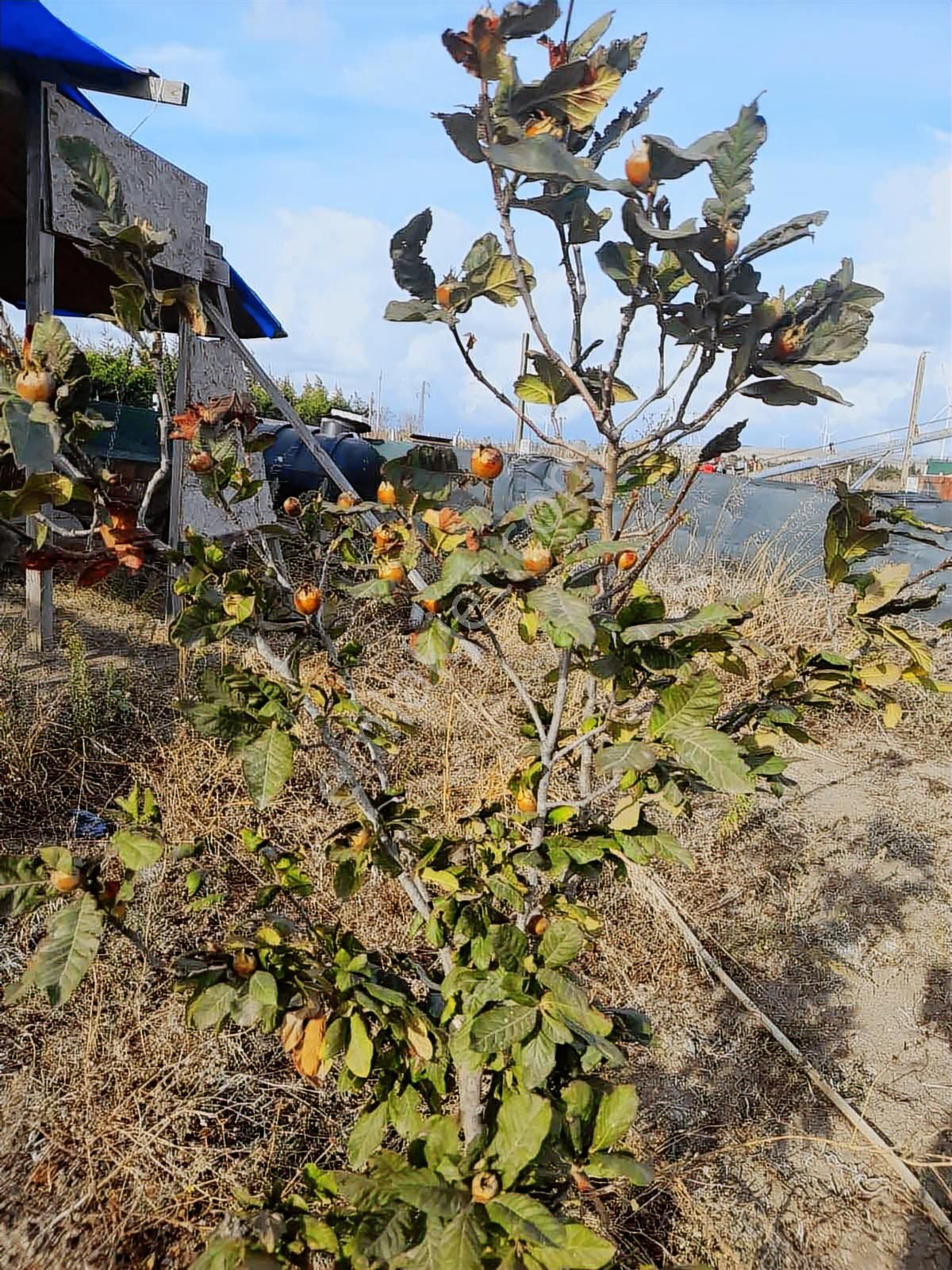 Akyol Gayrimenkul'den Büyükkılıçlı Köyünde 1623 M2 Çaplı Arsa - Görsel 4