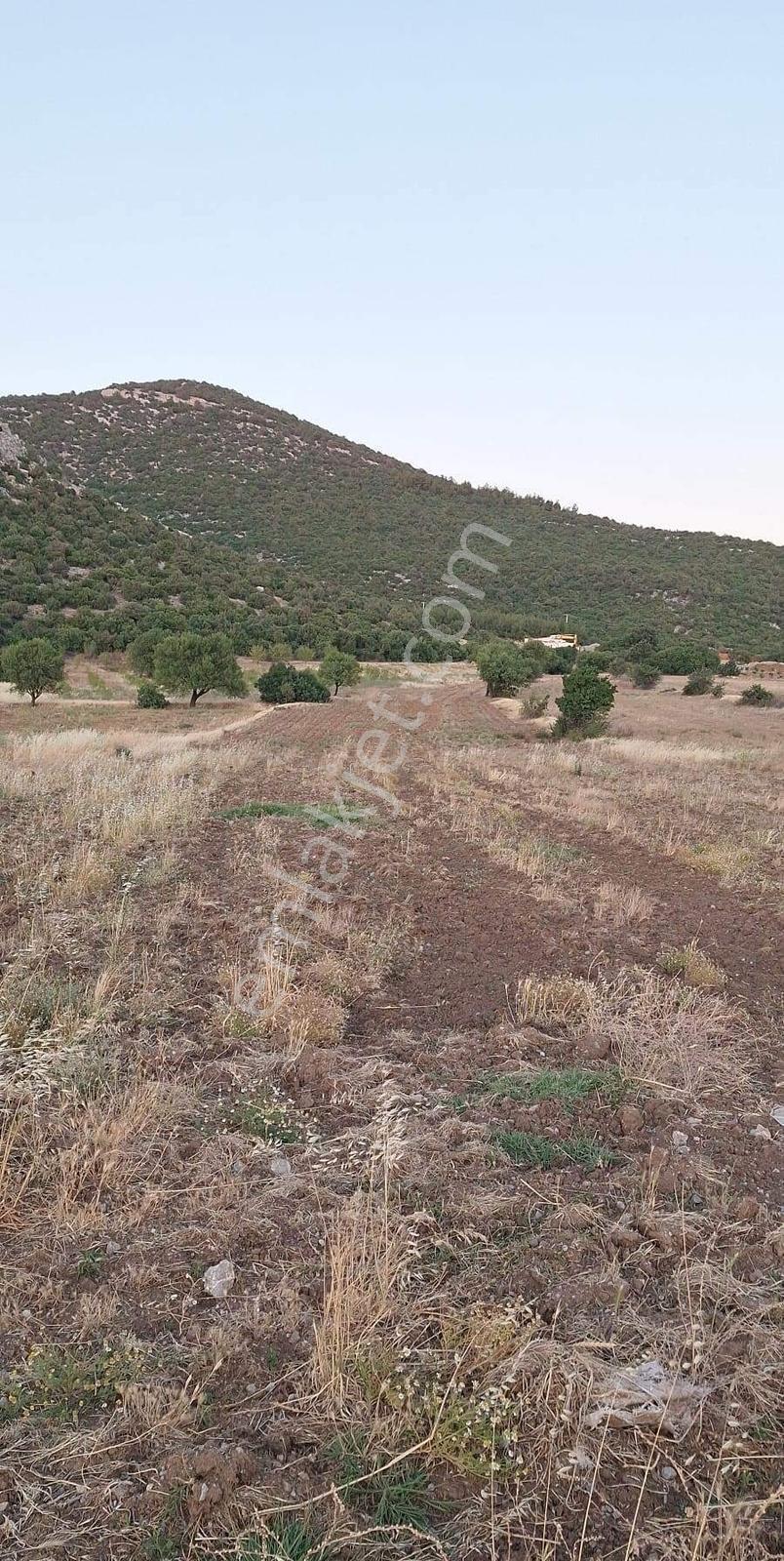 Akhisar Dogankaya Da 4.100 Metre Kare Yatırımlık Zeytinli Tarla - Görsel 5