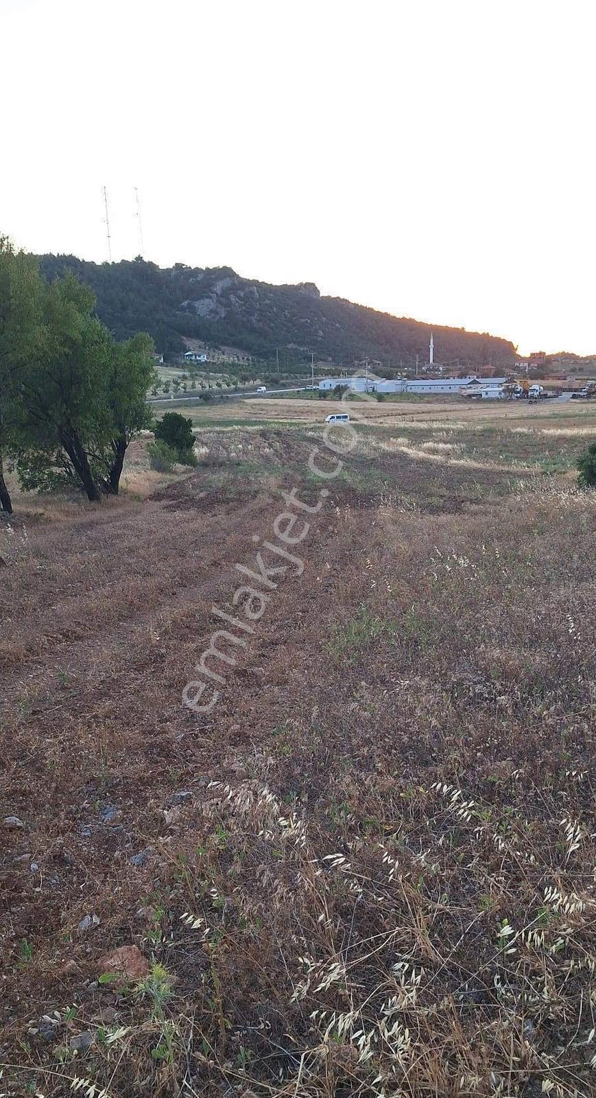 Akhisar Dogankaya Da 4.100 Metre Kare Yatırımlık Zeytinli Tarla