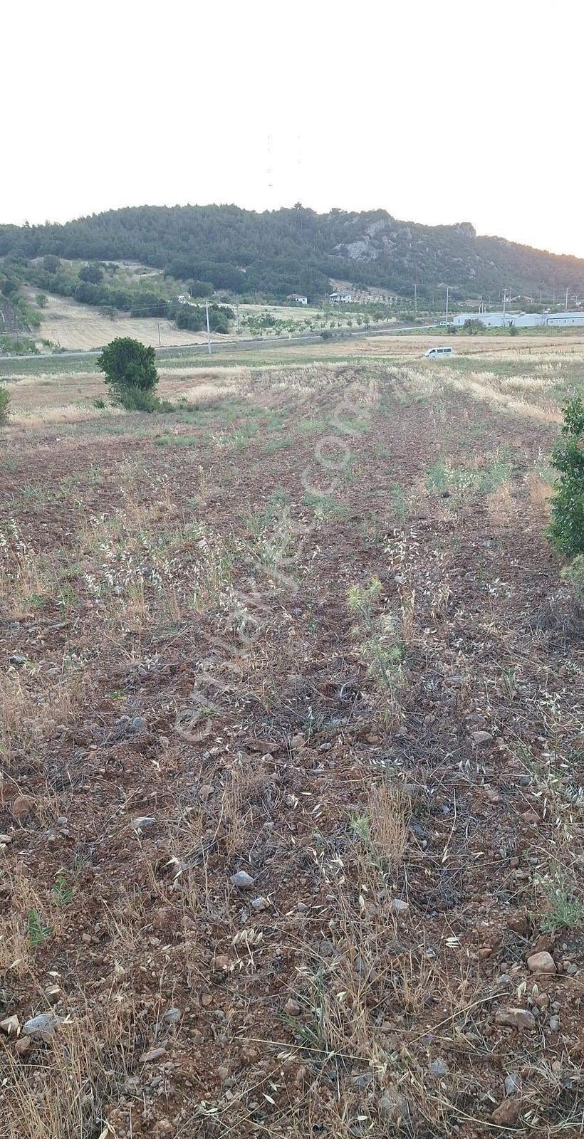 Akhisar Dogankaya Da 4.100 Metre Kare Yatırımlık Zeytinli Tarla - Görsel 6