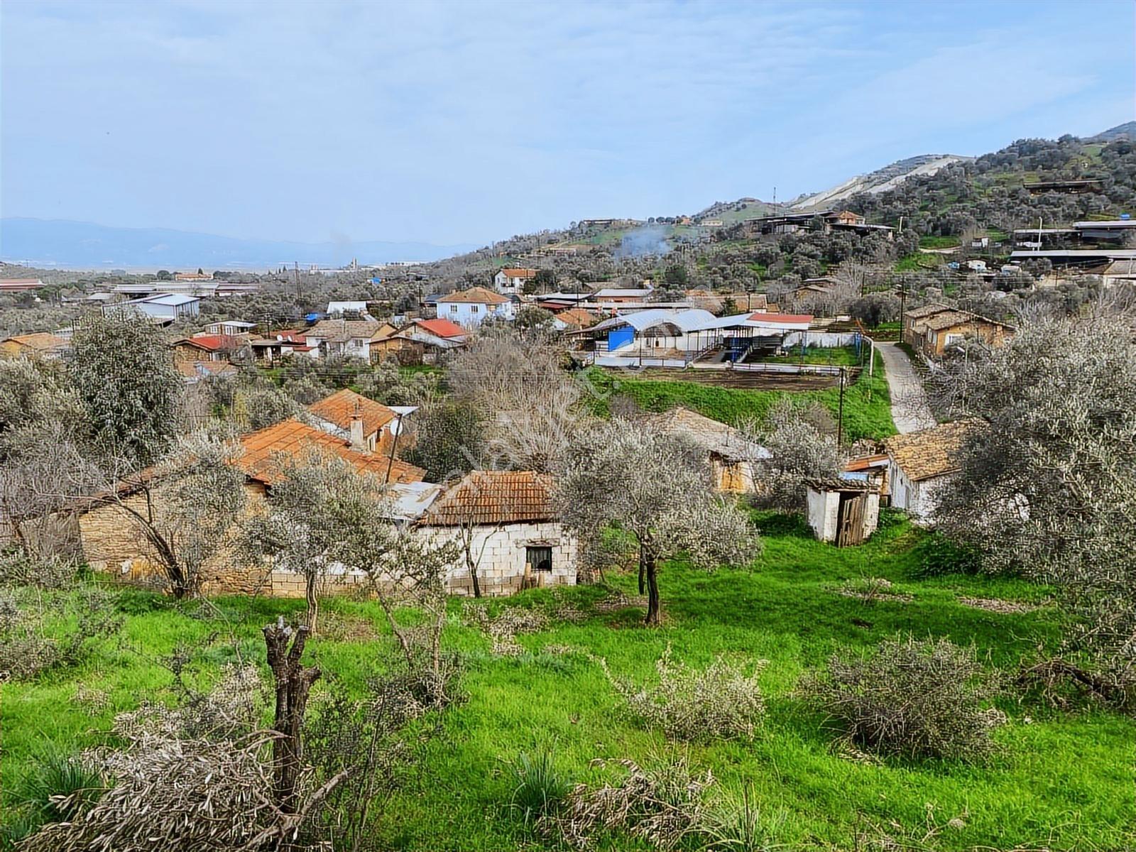 Aydın Dalama Mahallesin'de Satılık 1620 M2 Bahçe Evi