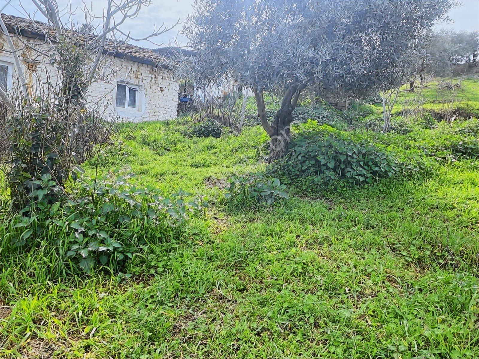 Aydın Dalama Mahallesin'de Satılık 1620 M2 Bahçe Evi - Görsel 6