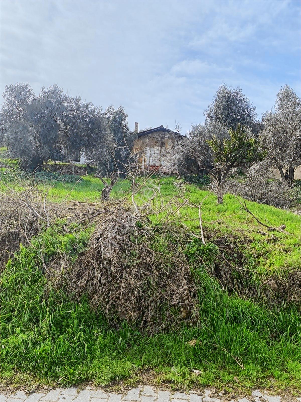 Aydın Dalama Mahallesin'de Satılık 1620 M2 Bahçe Evi - Görsel 19