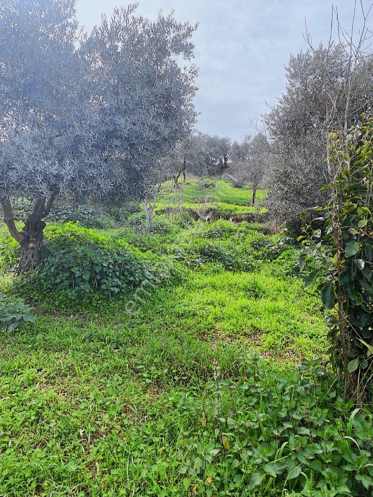 Aydın Dalama Mahallesin'de Satılık 1620 M2 Bahçe Evi - Görsel 8