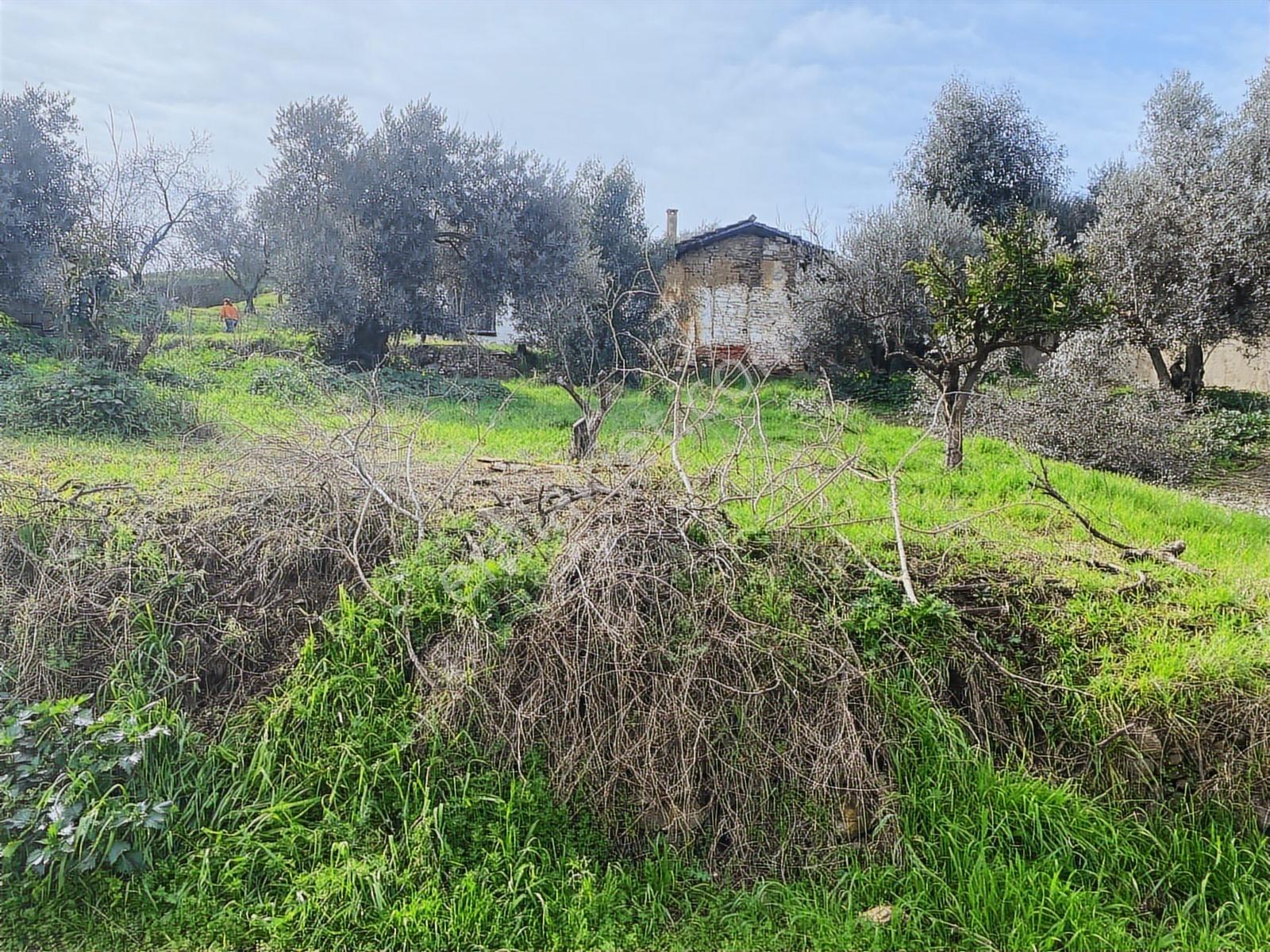 Aydın Dalama Mahallesin'de Satılık 1620 M2 Bahçe Evi - Görsel 16
