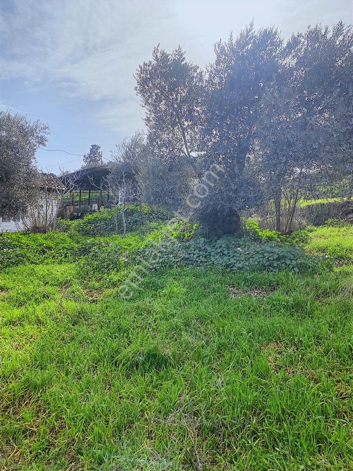 Aydın Dalama Mahallesin'de Satılık 1620 M2 Bahçe Evi - Görsel 24