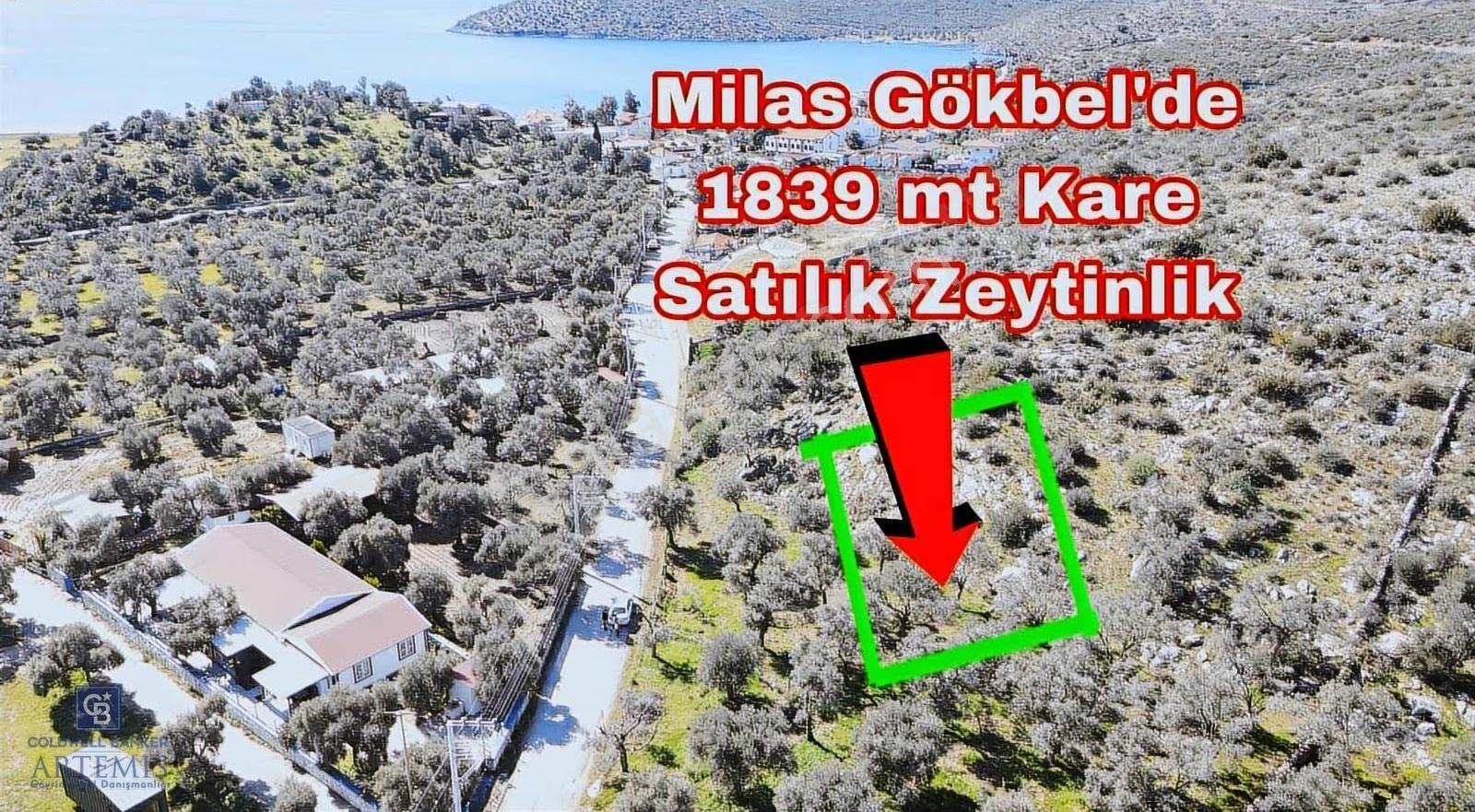 Bodruma Yakın Gökbelde 1839 M² Çok Prim Yapacak Arazi - Görsel 3