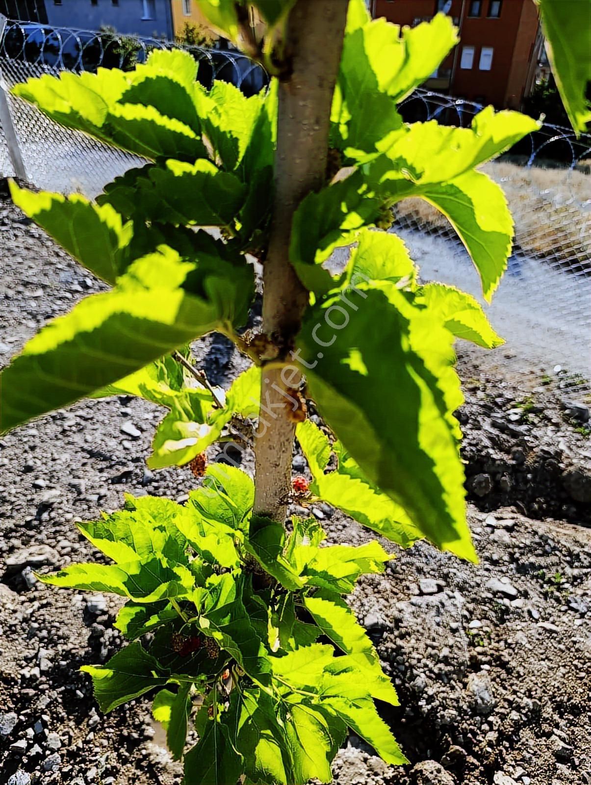 ꧁▇yılmaz'dan▇꧂merkezi Konumda Telle Çevrili Satılık Arsa - Görsel 15