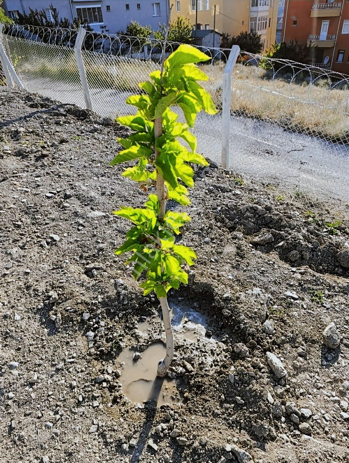 ꧁▇yılmaz'dan▇꧂merkezi Konumda Telle Çevrili Satılık Arsa - Görsel 21