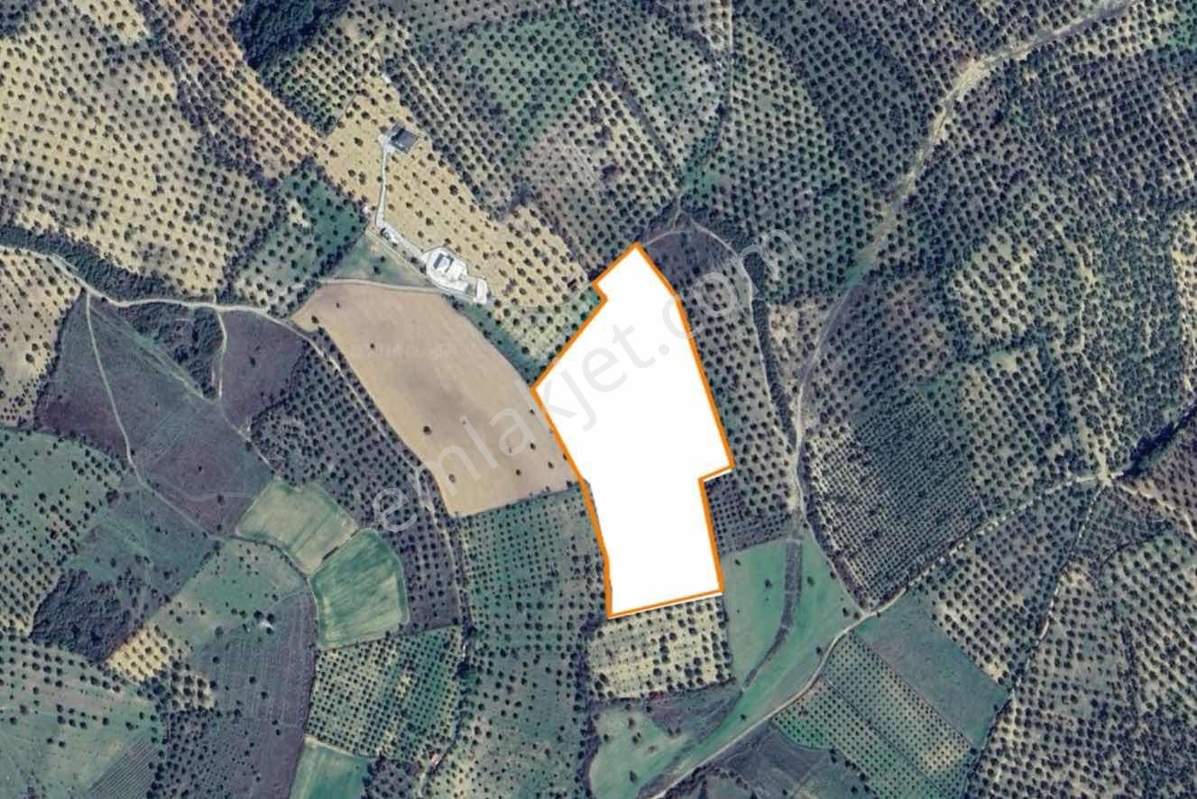Cıtıland'den Balıkesir Burhaniye Şarköyde Satılık Zeytinlik - Görsel 3