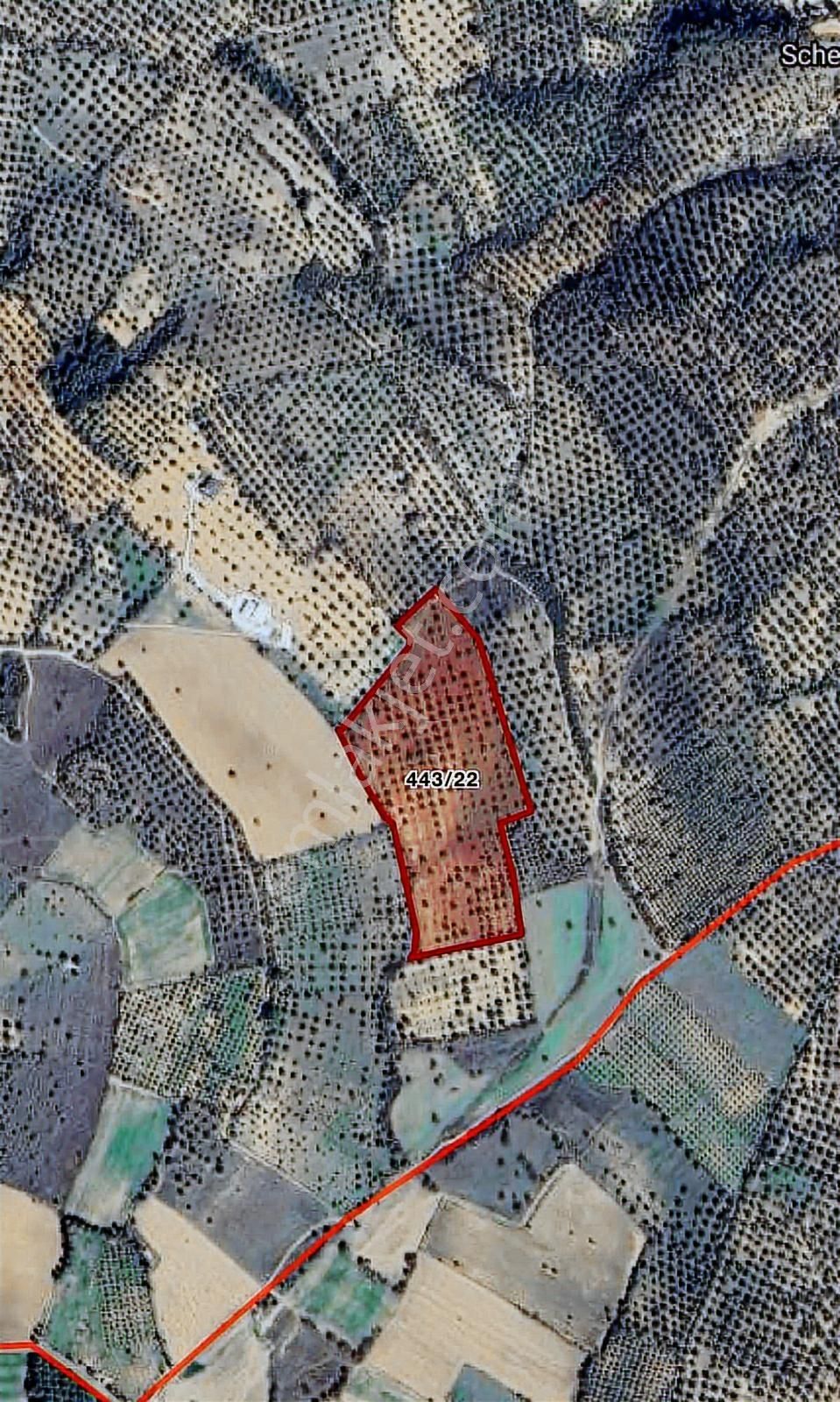 Cıtıland'den Balıkesir Burhaniye Şarköyde Satılık Zeytinlik - Görsel 4