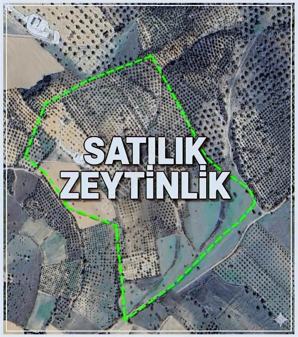 Cıtıland'den Balıkesir Burhaniye Şarköyde Satılık Zeytinlik