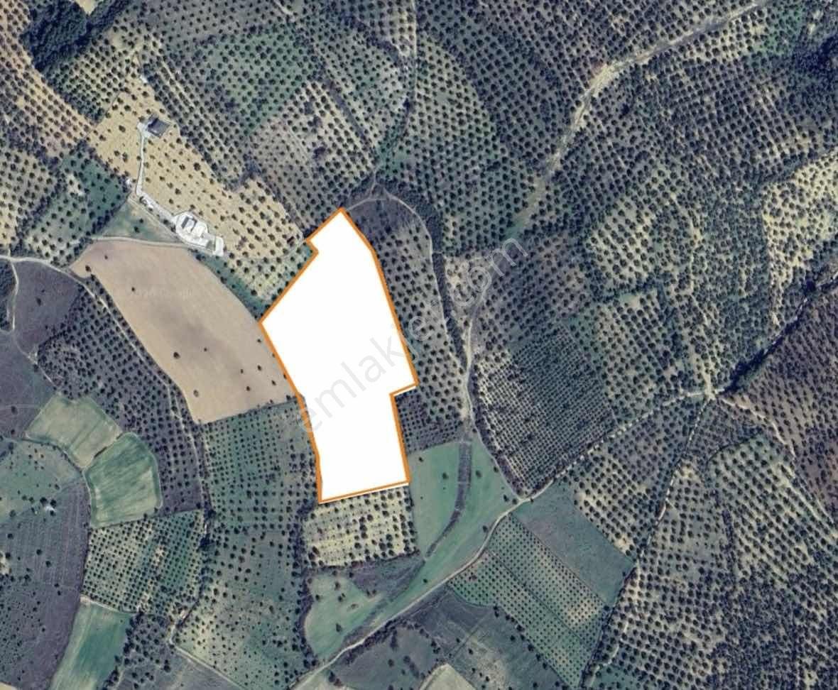 Cıtıland'den Balıkesir Burhaniye Şarköyde Satılık Zeytinlik - Görsel 5