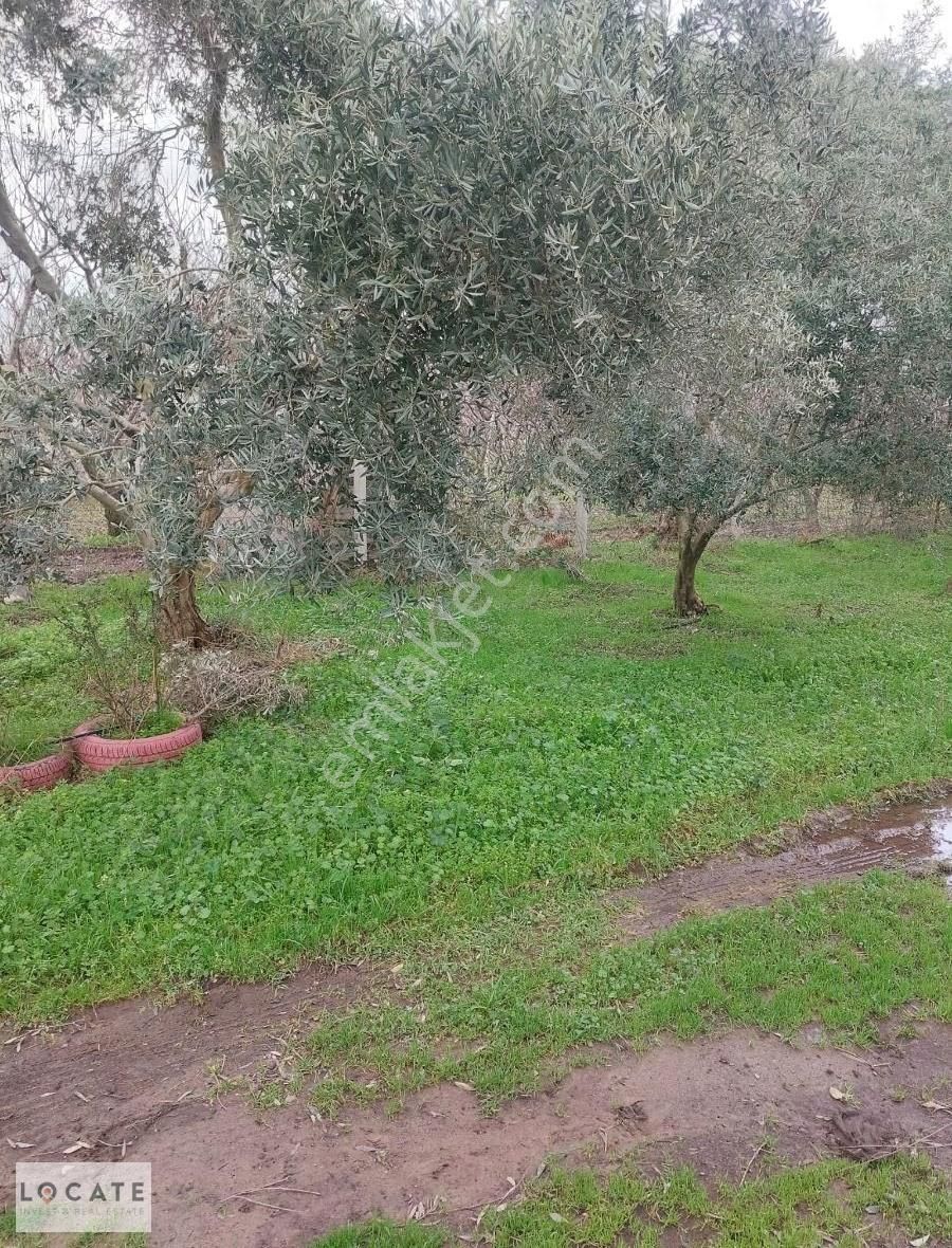 Satılık Kemalpaşa Ören Köyünde Bakımlı Bağ Ve Tapulu Bağ Evi. - Görsel 22
