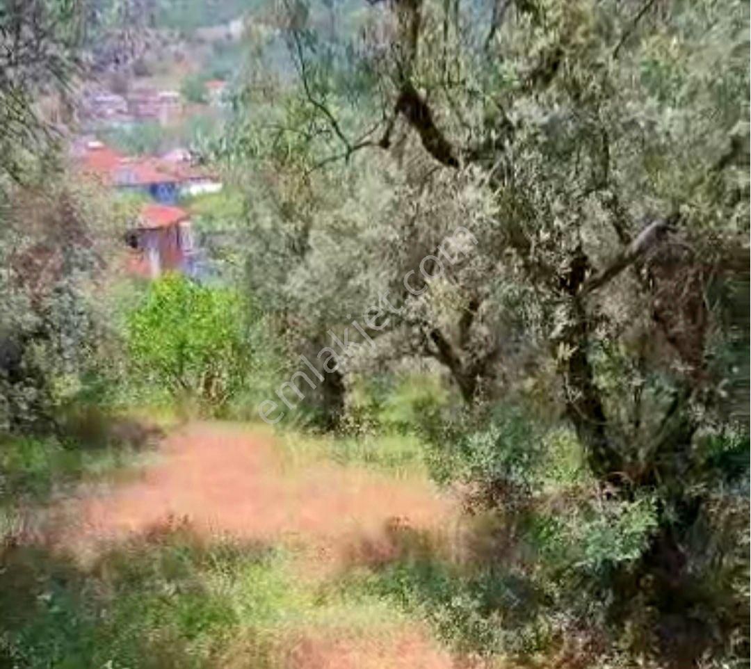 Mudanya Mirzaoba Köyünde Satılık Zeytinlik - Görsel 6
