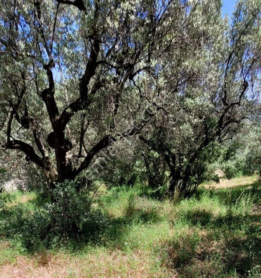 Mudanya Mirzaoba Köyünde Satılık Zeytinlik - Görsel 4