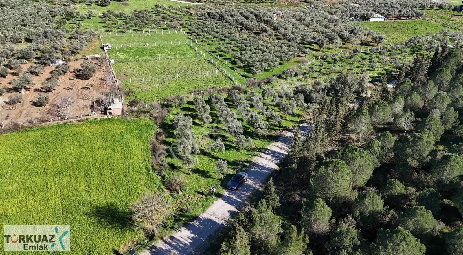Turkuaz'dan Tepk Tapu Zeytinlik Fırsatı - Görsel 6