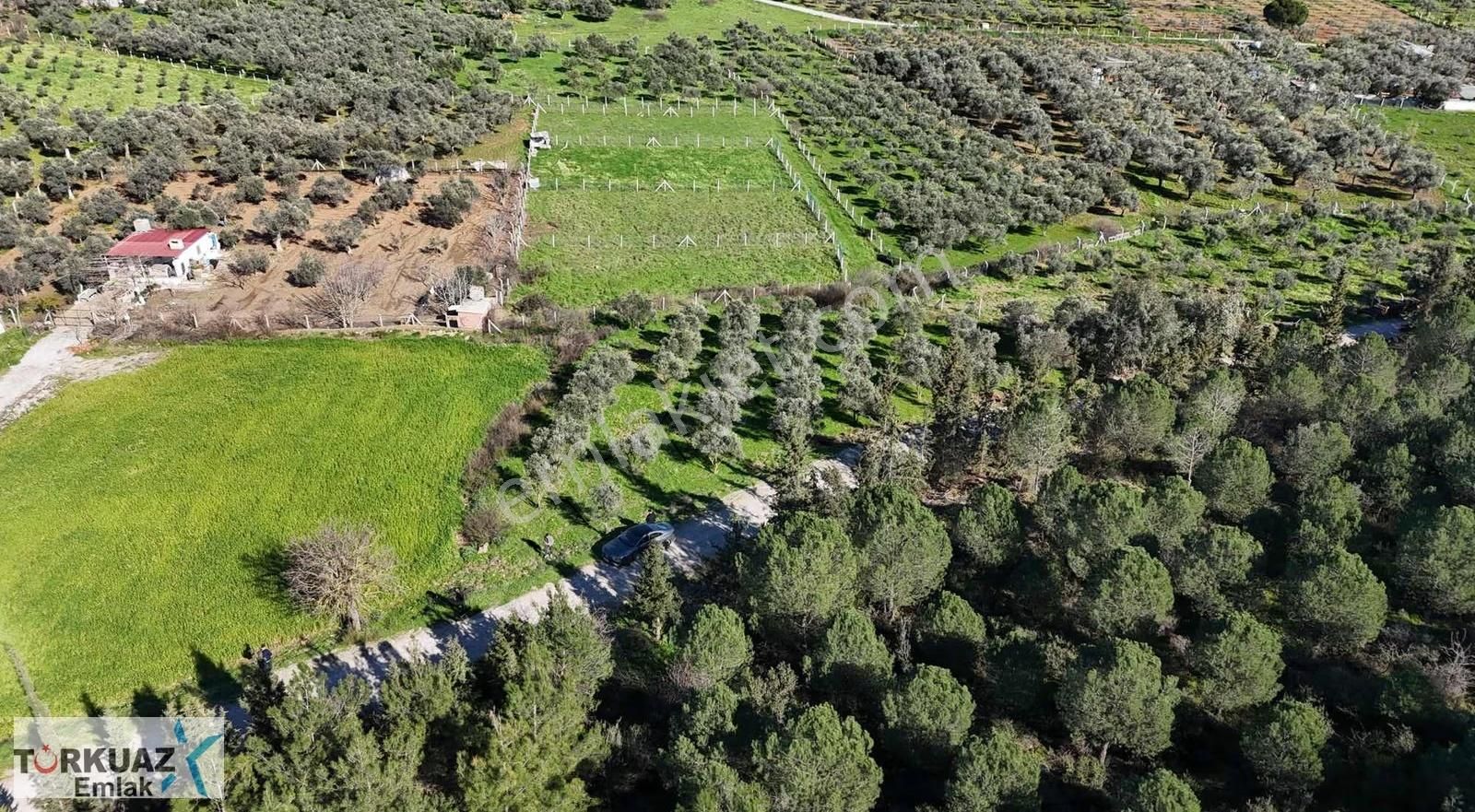 Turkuaz'dan Tepk Tapu Zeytinlik Fırsatı - Görsel 3