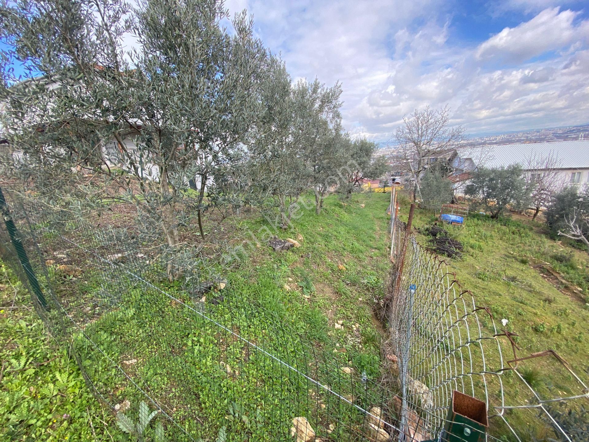 Çalı Gümüşlük'te 427m2 2.5 Kat İmarlı Manzaralı Fırsat Arsası... - Görsel 6