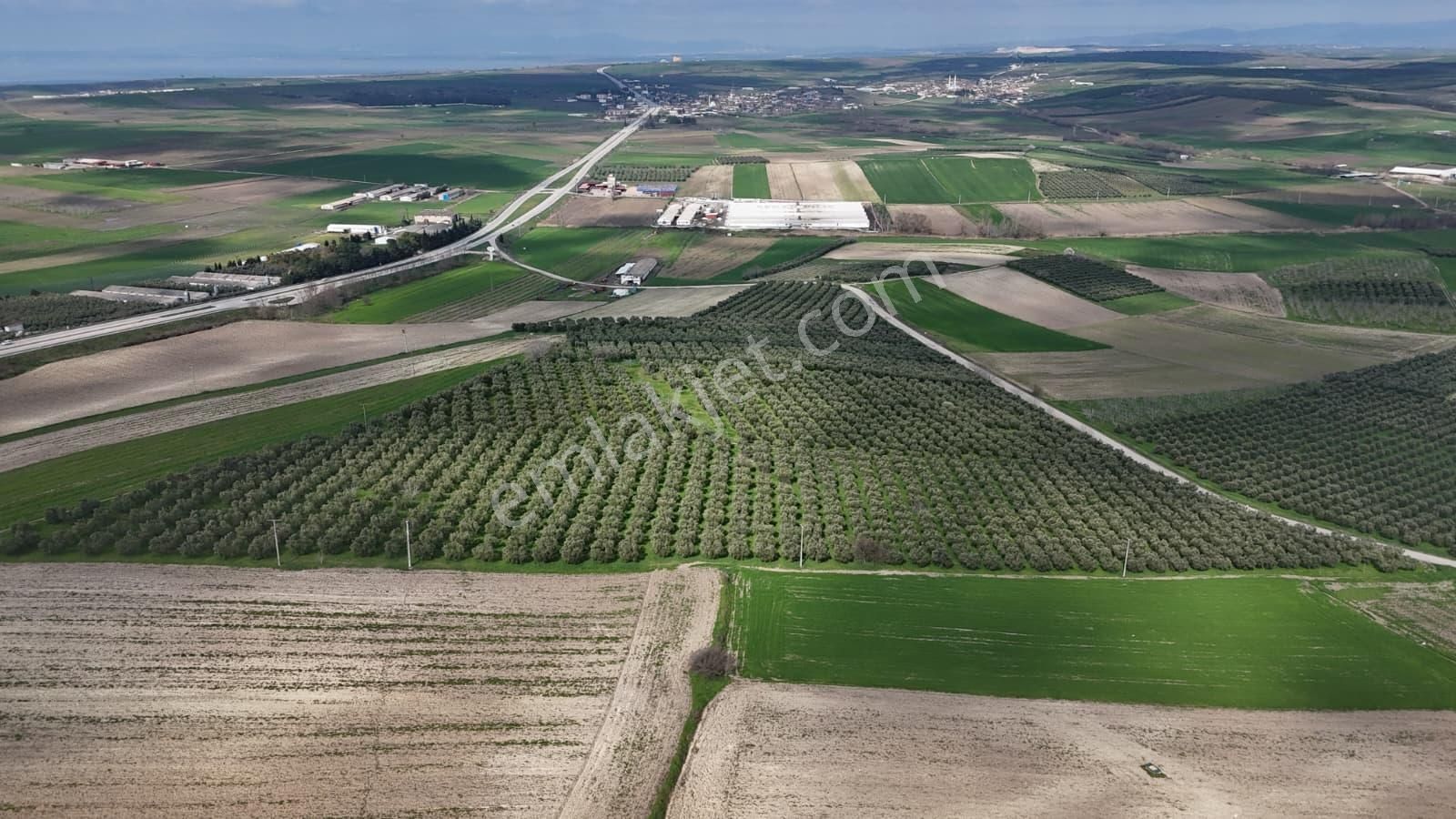 Çalışkanlar Gyo'dan Aksakalda Satılık 25 Dönüm Satılık Arazi - Görsel 6