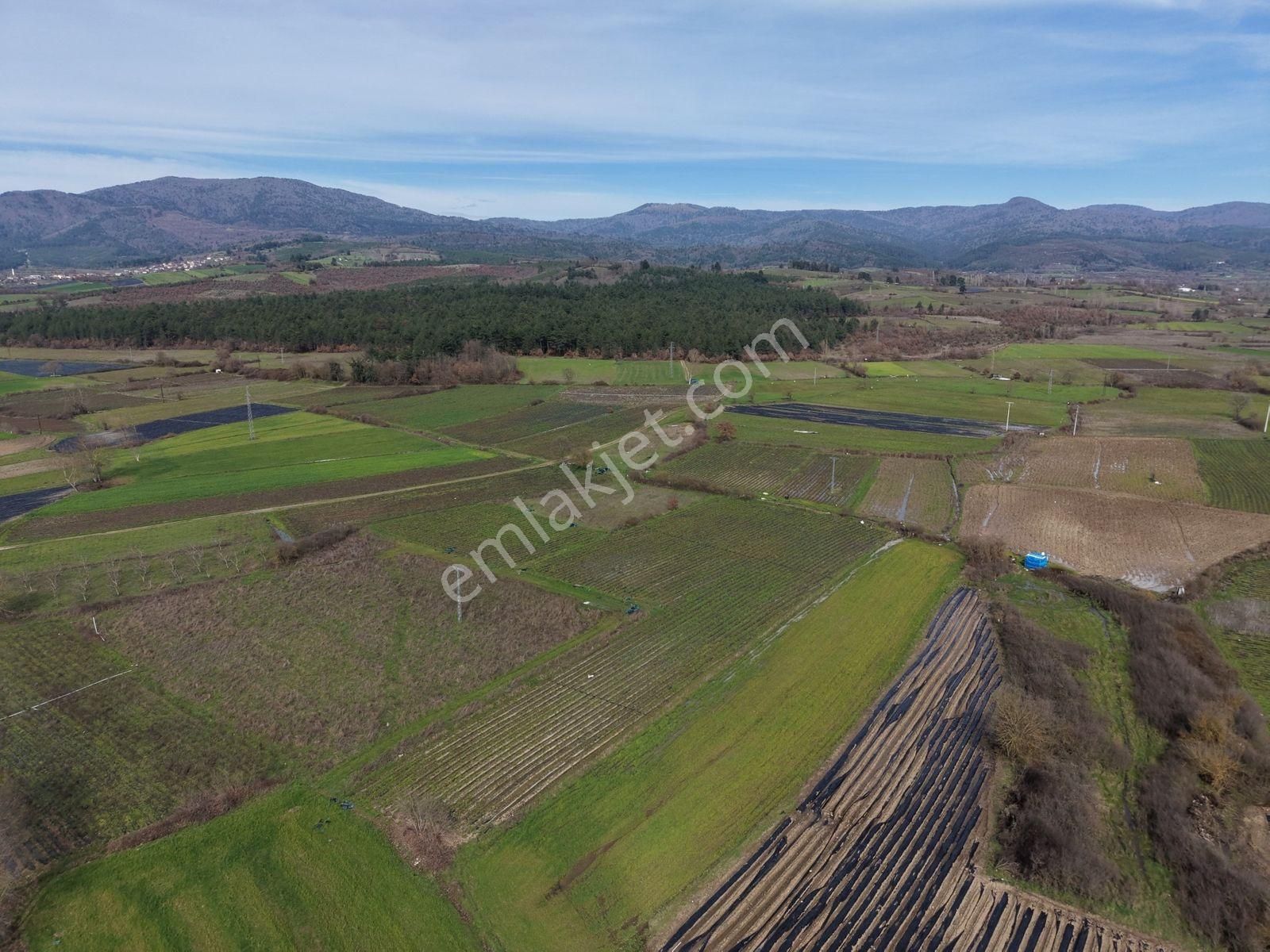 Çanakkale Yenice Kazdağlarının Dibinde 5.868 M² Çilek Tarlası - Görsel 9