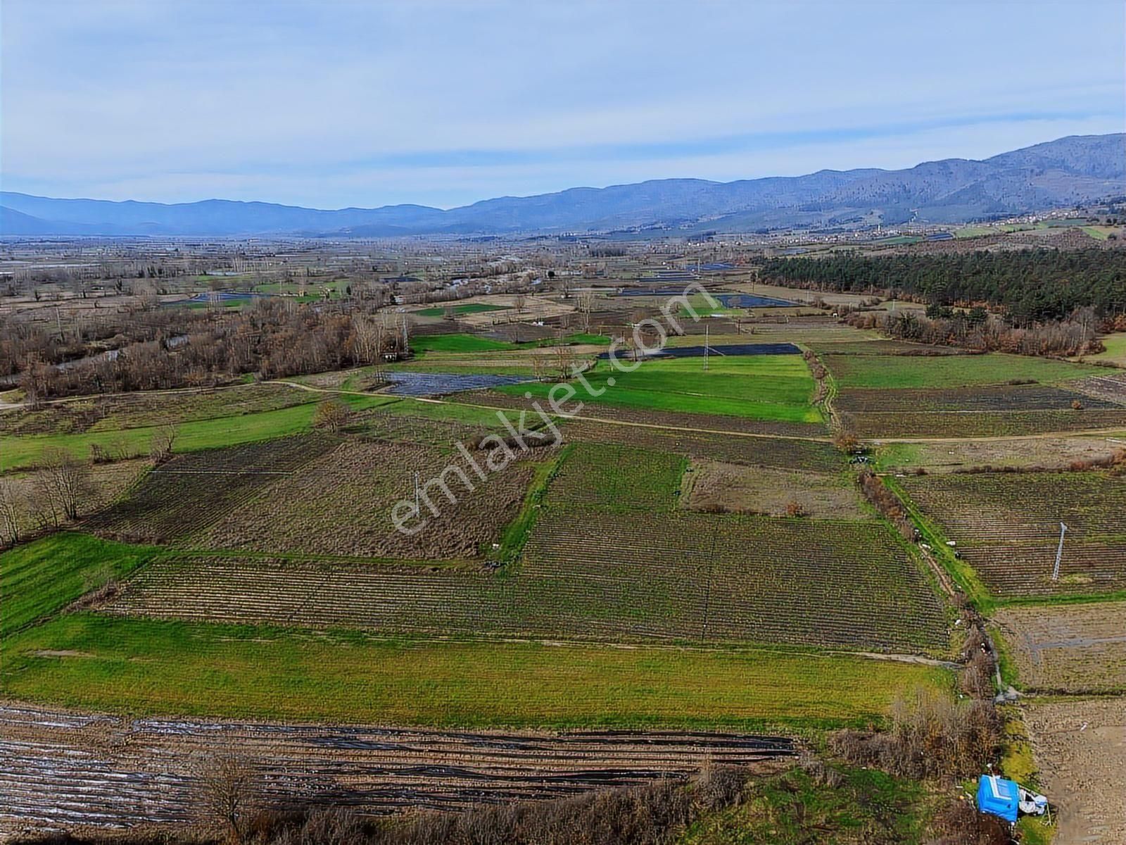 Çanakkale Yenice Kazdağlarının Dibinde 5.868 M² Çilek Tarlası - Görsel 7
