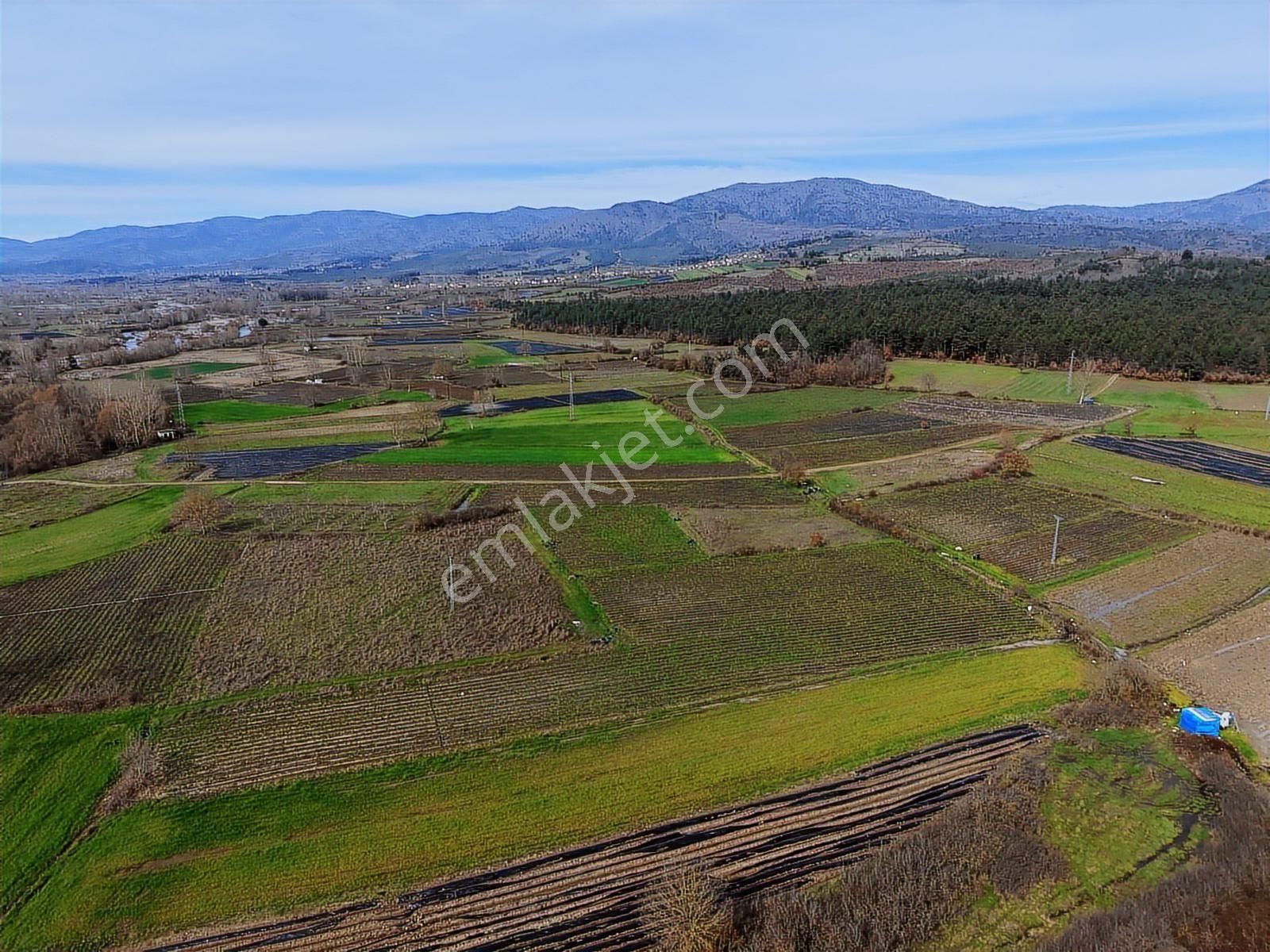 Çanakkale Yenice Kazdağlarının Dibinde 5.868 M² Çilek Tarlası - Görsel 3