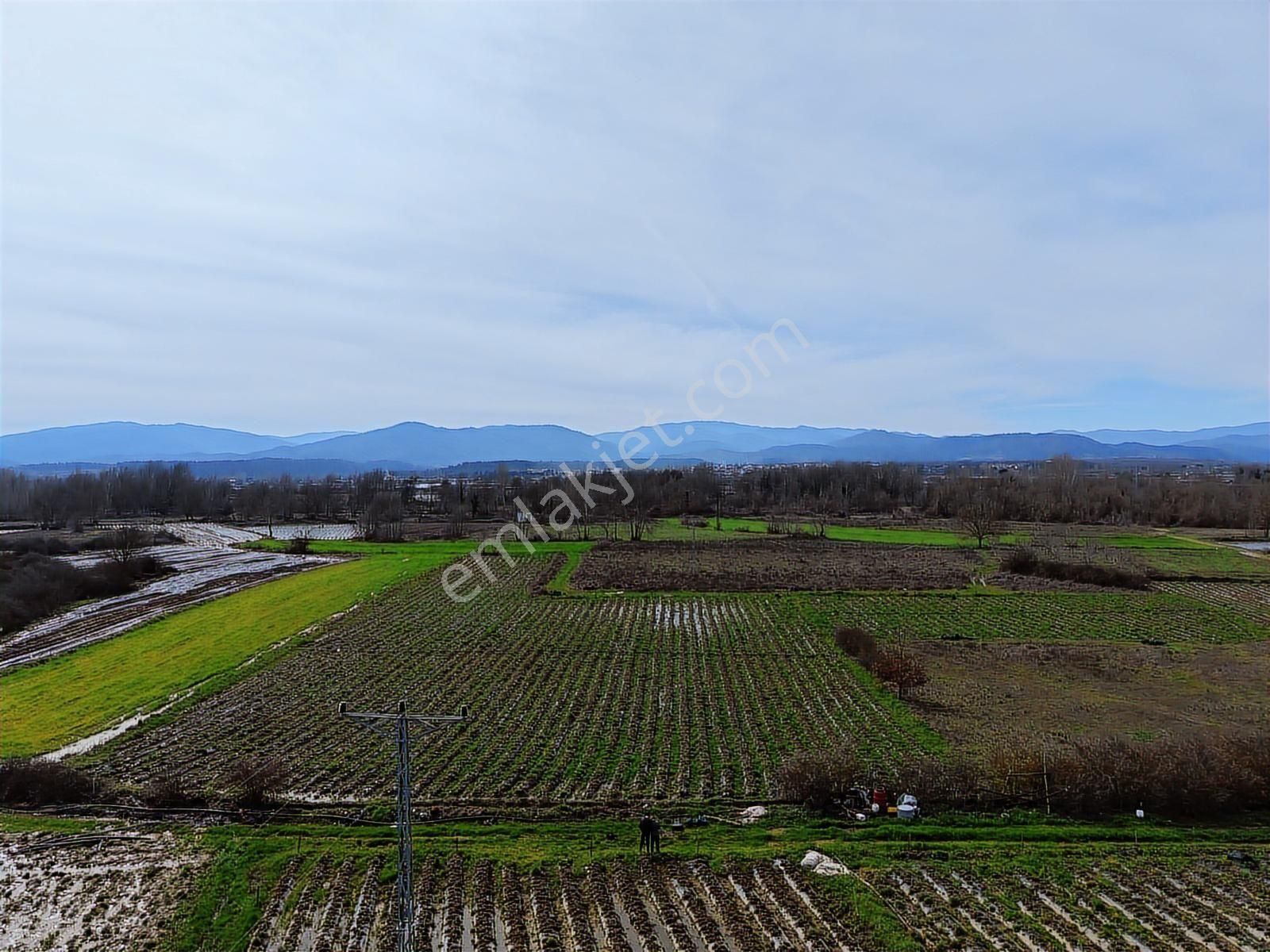 Çanakkale Yenice Kazdağlarının Dibinde 5.868 M² Çilek Tarlası - Görsel 4