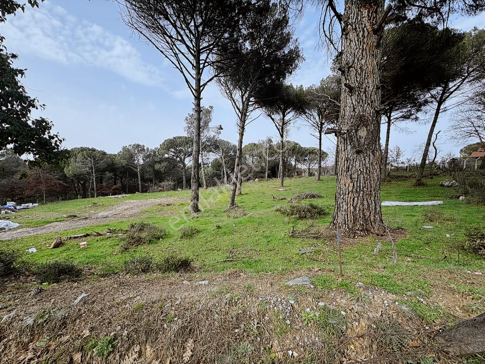 İzmir Bergama Yukarıbey Mah Satılık 2000m2 Arsa - Görsel 5