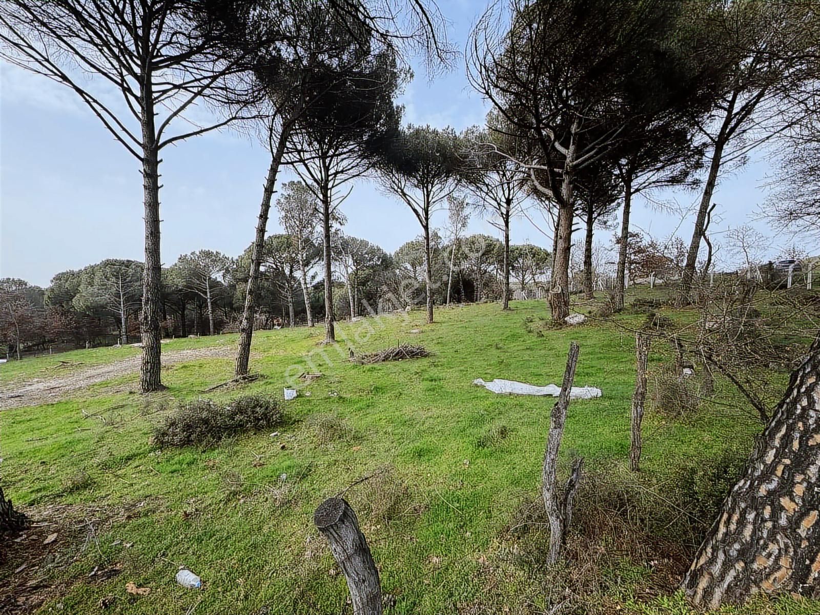 İzmir Bergama Yukarıbey Mah Satılık 2000m2 Arsa - Görsel 3