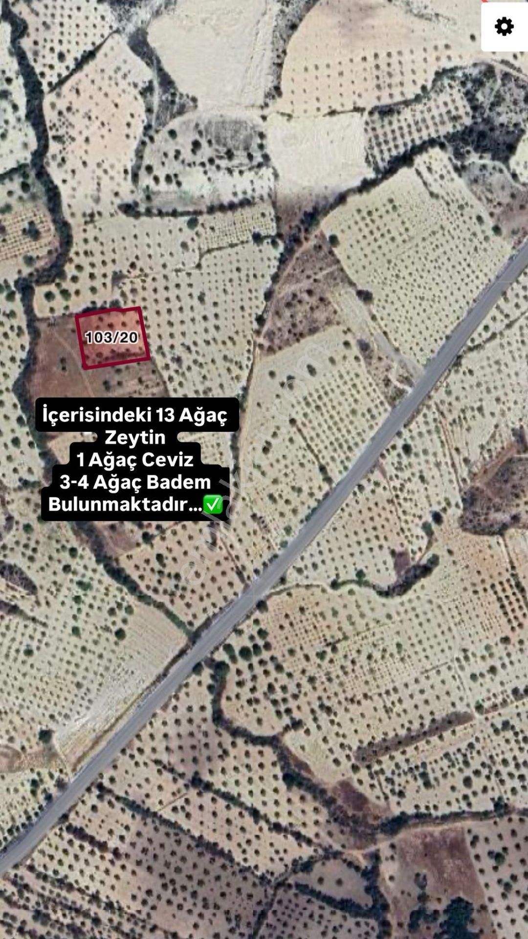 Gaziantep Morcalı Satılık Zeytinlik -yatırım Fırsatı - Görsel 4