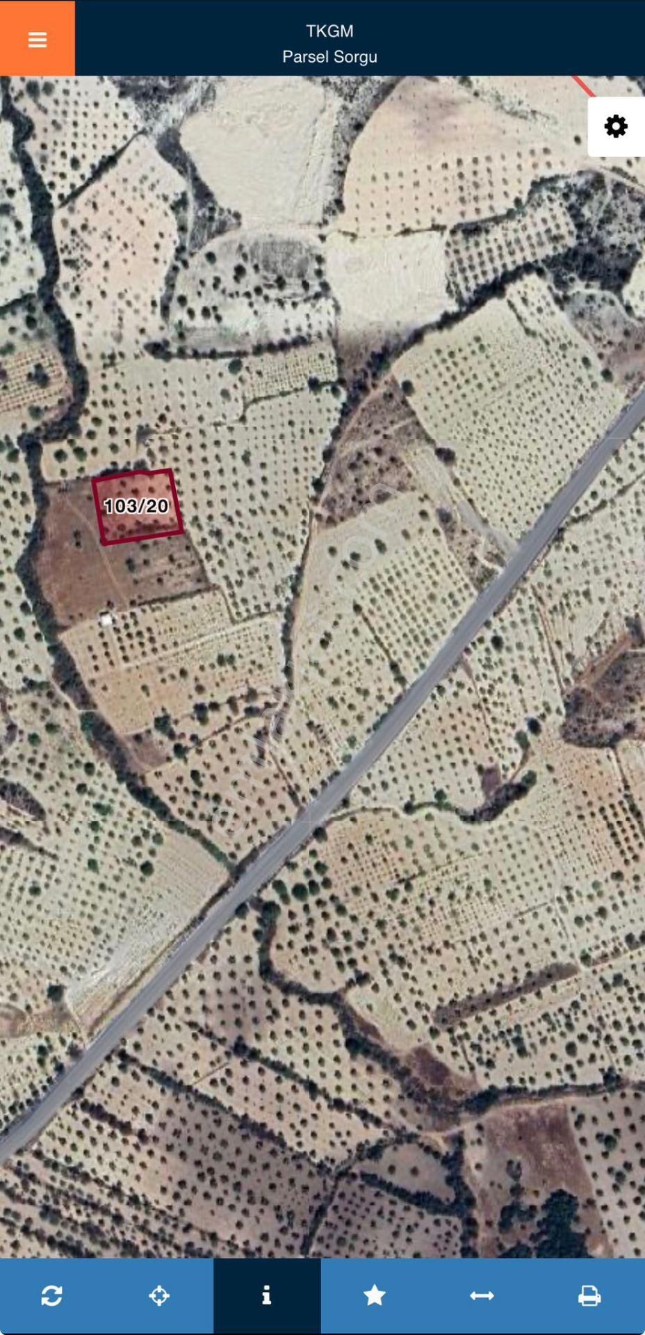 Gaziantep Morcalı Satılık Zeytinlik -yatırım Fırsatı - Görsel 2