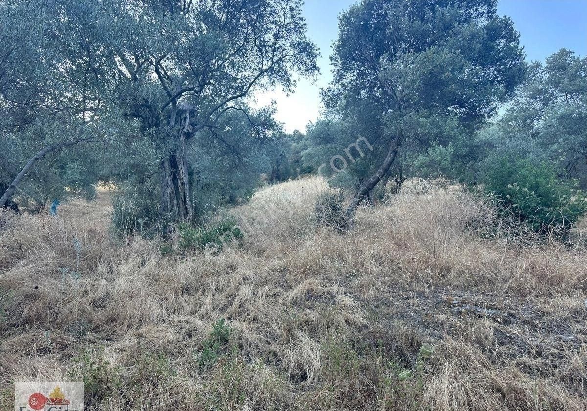 Dikili Ağacım Olsun Diyene-1 Dönüm Yolu Var. Zeytinlik - Görsel 4