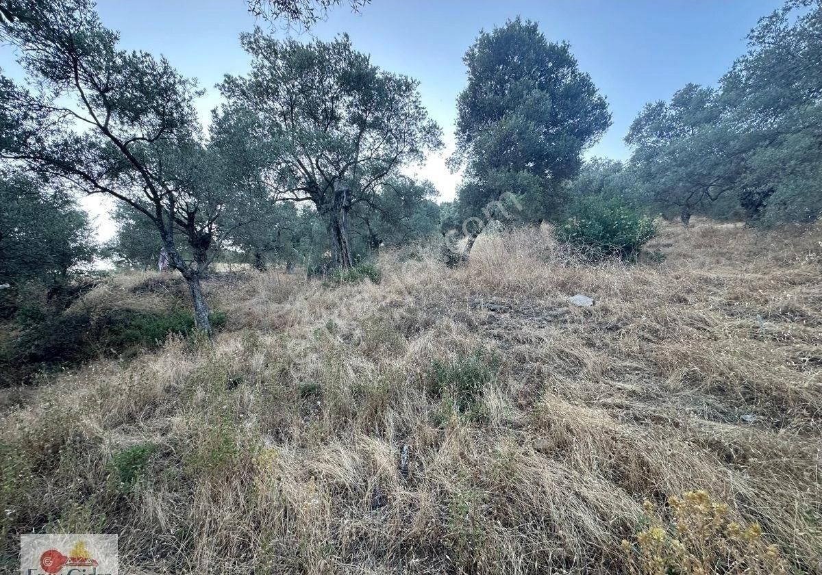 Dikili Ağacım Olsun Diyene-1 Dönüm Yolu Var. Zeytinlik - Görsel 2