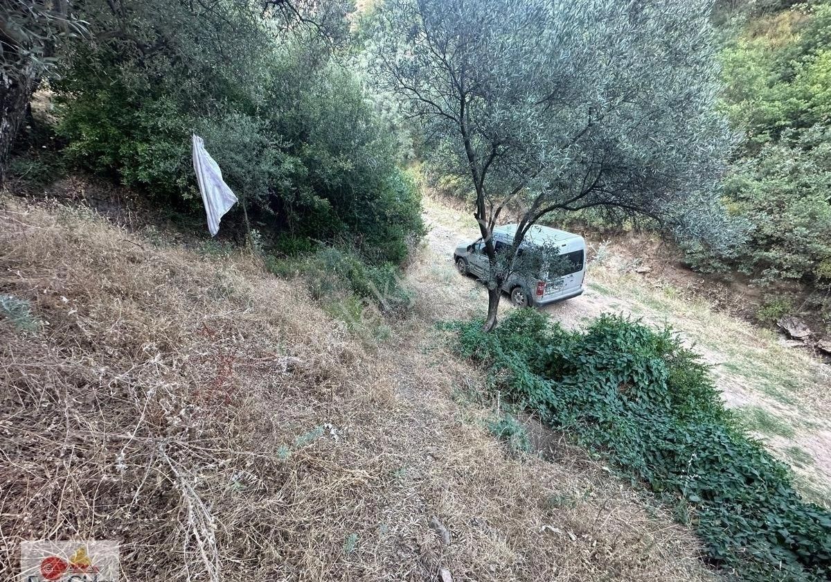 Dikili Ağacım Olsun Diyene-1 Dönüm Yolu Var. Zeytinlik