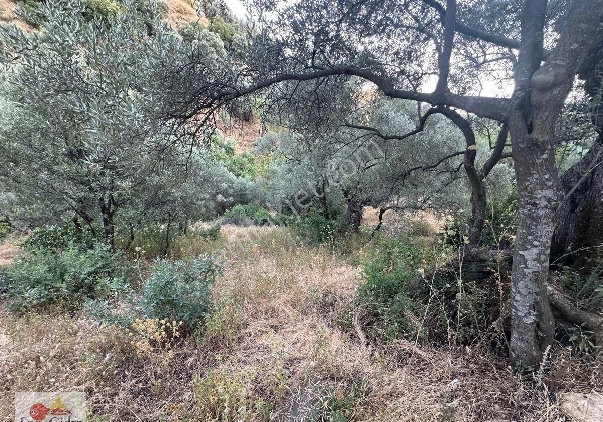 Dikili Ağacım Olsun Diyene-1 Dönüm Yolu Var. Zeytinlik - Görsel 5