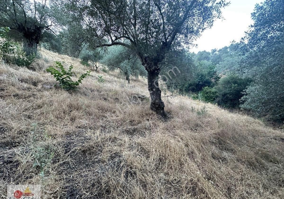 Dikili Ağacım Olsun Diyene-1 Dönüm Yolu Var. Zeytinlik - Görsel 6