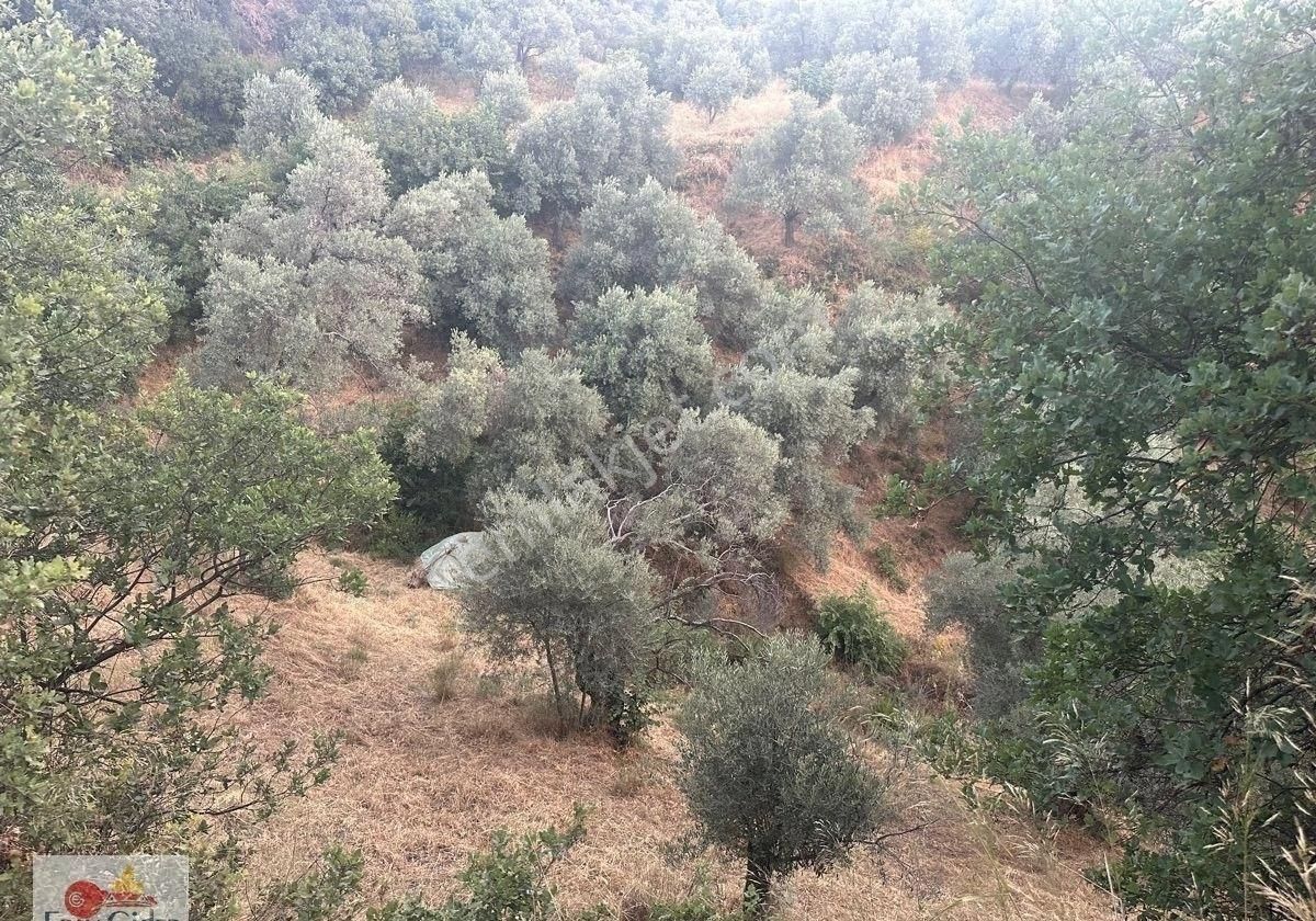 2800m2-yetişkin Zeytin Ağacı Ve Mahsülü - Görsel 6