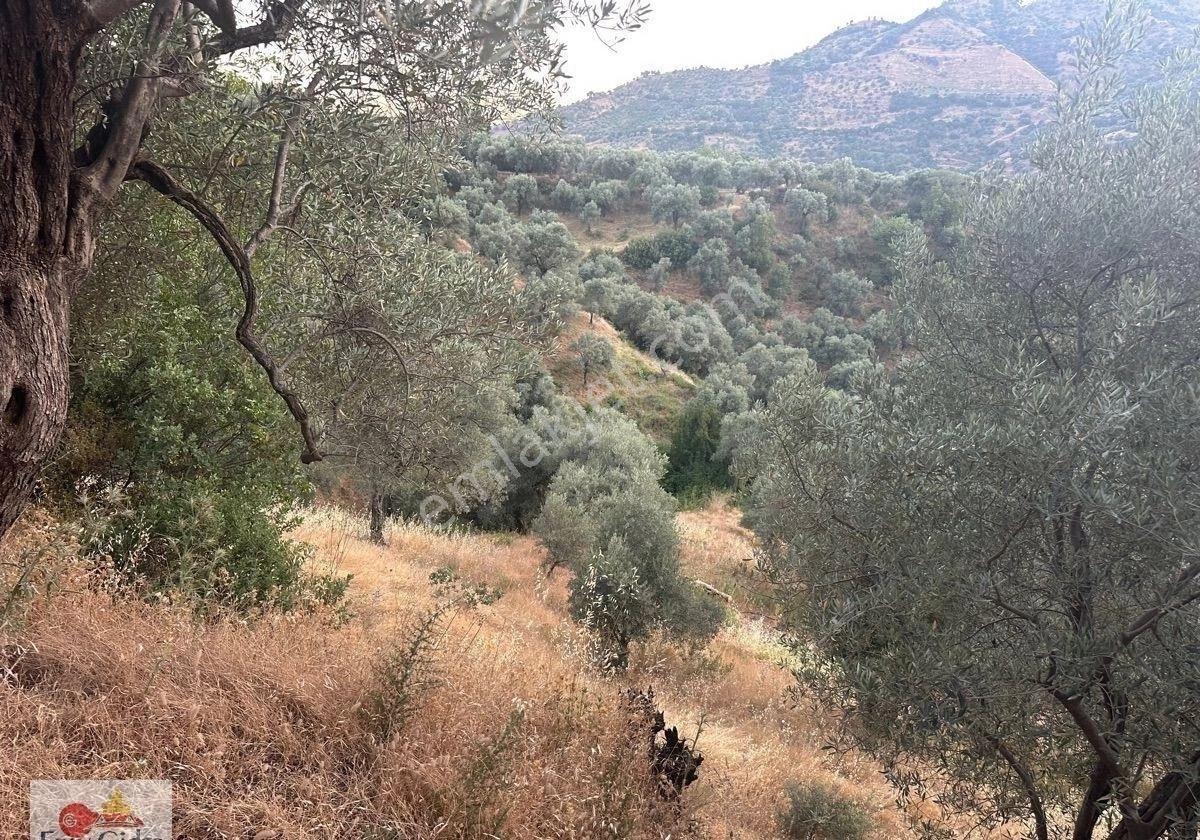 2800m2-yetişkin Zeytin Ağacı Ve Mahsülü - Görsel 3