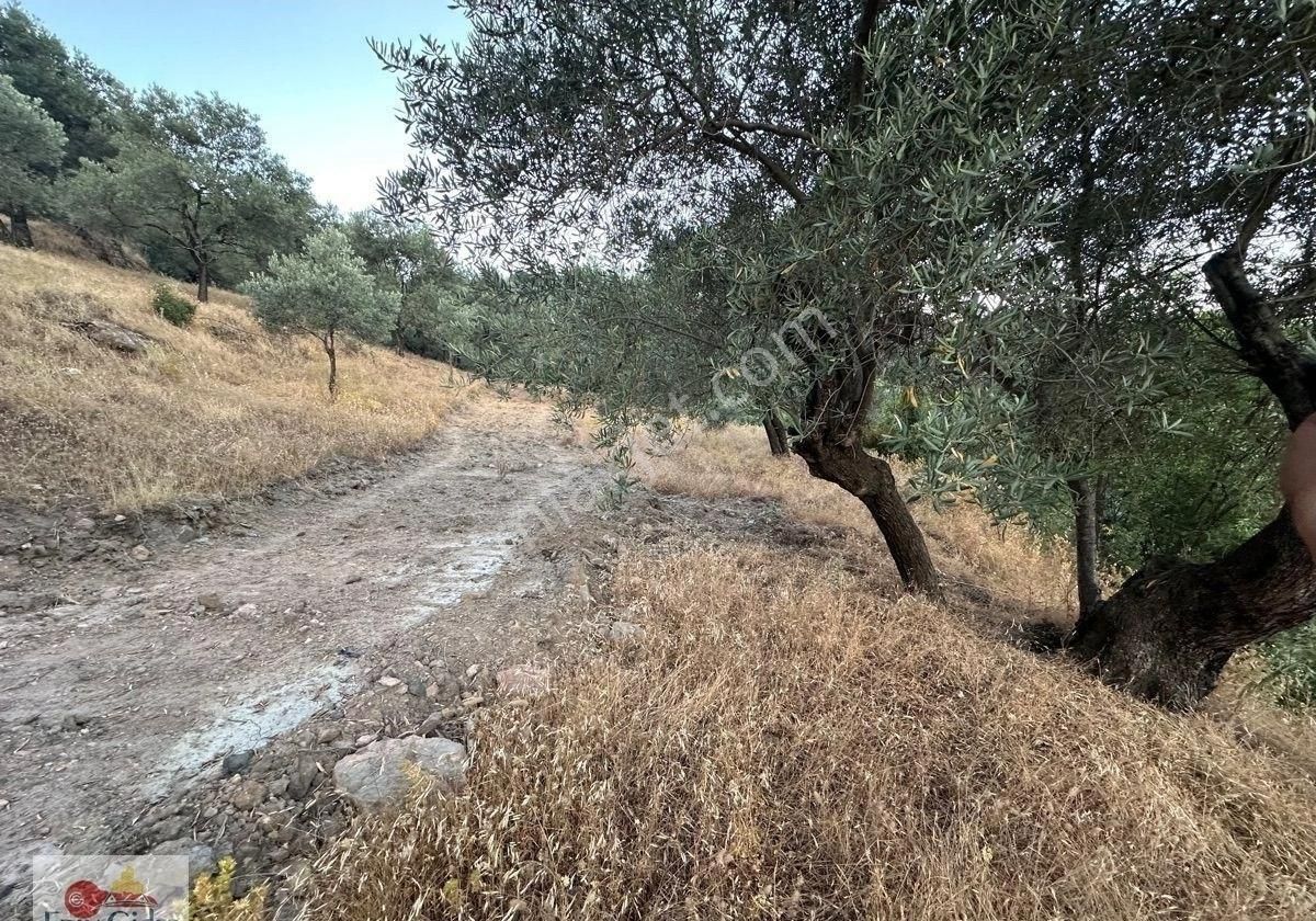 2800m2-yetişkin Zeytin Ağacı Ve Mahsülü