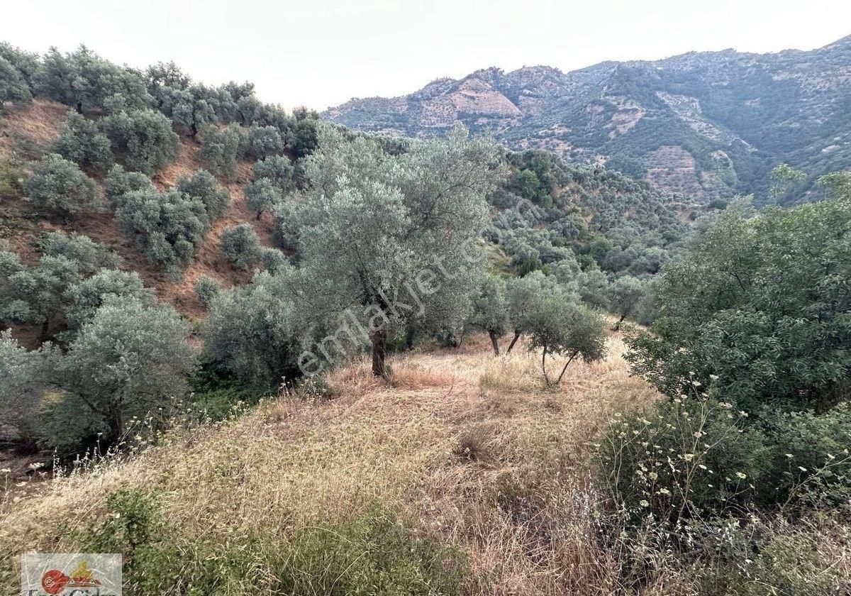 2800m2-yetişkin Zeytin Ağacı Ve Mahsülü - Görsel 8