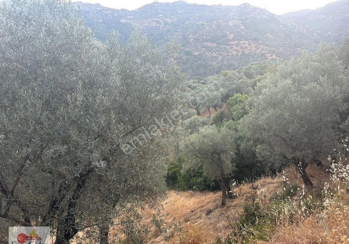 2800m2-yetişkin Zeytin Ağacı Ve Mahsülü - Görsel 4