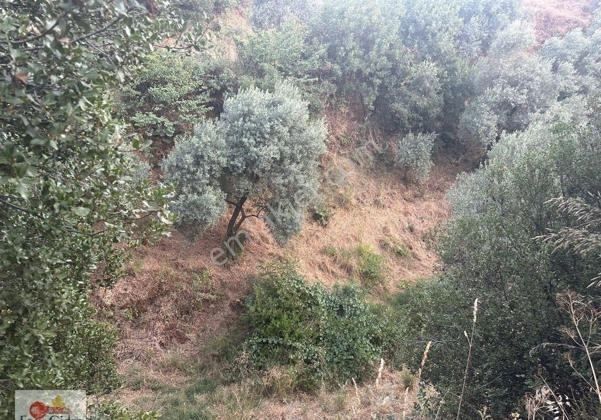 2800m2-yetişkin Zeytin Ağacı Ve Mahsülü - Görsel 7