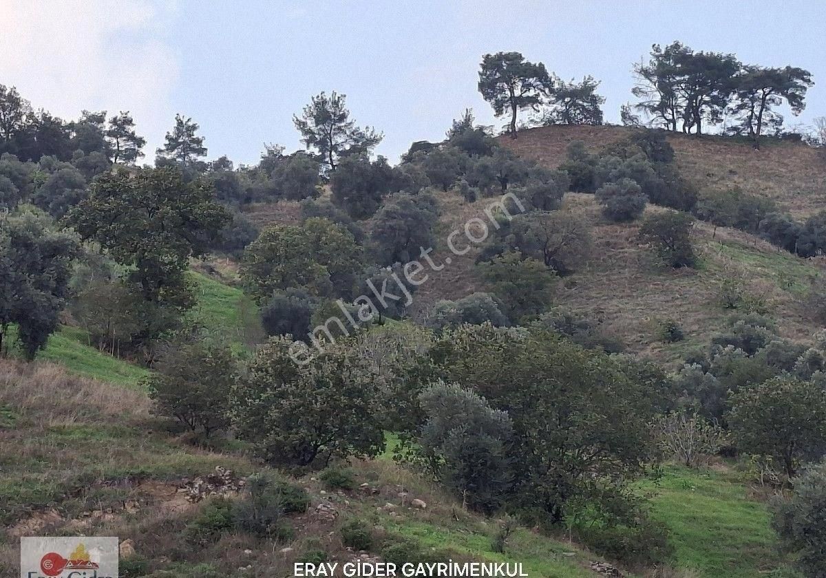10 Dönüm Zeytinlik - Görsel 2