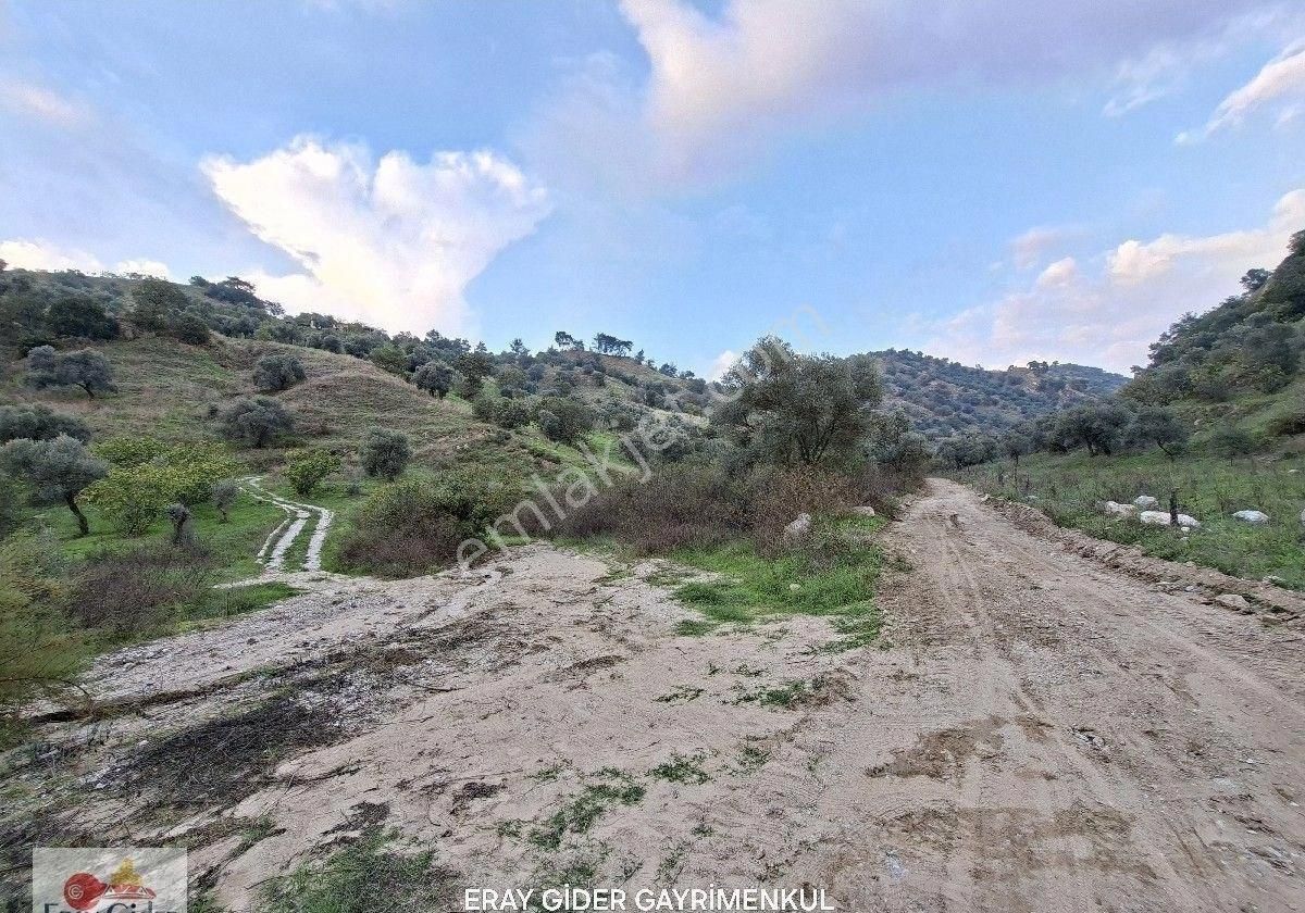 10 Dönüm Zeytinlik - Görsel 5